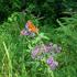 Early Fall Flowers